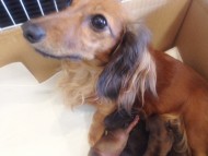 カニンヘンの亜俐ちゃんが7月25日出産しました。シェーデットレッド 男の子3　カラー観察中 女の子1