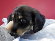 カニヘンダックス 仔犬 ブラッククリーム男の子 カニヘンダックス 仔犬 ブラッククリーム男の子