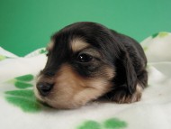 カニヘン子犬 ブラクリ男の子 神奈川県・K様 カニヘン子犬 ブラクリ男の子 神奈川県・K様