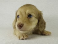 カニヘンダックス　子犬　シェーデットクリーム男の子