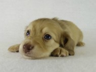 カニヘンダックス　子犬　シェーデットクリーム男の子