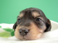 カニヘン子犬　ブラクリ男の子　神奈川県・Ｋ様