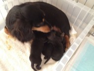 カニンヘンの月子が出産しました シェーデットクリーム男の子1、ブラック系女の子3 カニンヘンの月子が出産しました シェーデットクリーム男の子1、ブラック系女の子3