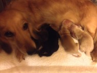 カニンヘンのマンドレが10月18日出産しました。元気な4頭です カニンヘンのマンドレが10月18日出産しました。元気な4頭です