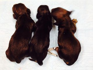 カニンヘンのユジンとジムの最初の子です カニンヘンのユジンとジムの最初の子です