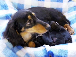 カニンヘンの月子が出産しました シェーデットクリーム男の子1、ブラック系女の子3 カニンヘンの月子が出産しました シェーデットクリーム男の子1、ブラック系女の子3