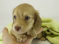 カニヘンダックス　子犬　シェーデットクリーム男の子