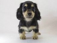 ミニチュワ　ブラクリ女の子