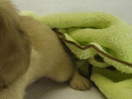 カニヘンダックス　子犬　シェーデットクリーム男の子