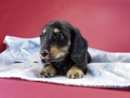 カニヘンダックス　仔犬　ブラッククリーム男の子