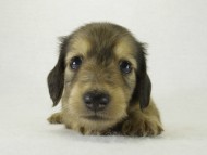 カニヘンダックス　子犬　シェーデットクリーム男の子