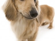 マンドレ シェーデットクリーム カニンヘンダックス マンドレ シェーデットクリーム カニンヘンダックス