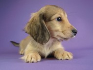 カニヘン　子犬　シェーデットクリーム男の子