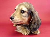 カニヘンダックス　仔犬　シェーデットクリーム女の子