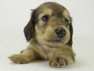 カニヘンダックス 子犬 シェーデットクリーム男の子 カニヘンダックス 子犬 シェーデットクリーム男の子