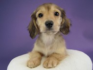 カニヘン　子犬　シェーデットクリーム男の子