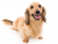 Kaninchen_Dachshund09グローリー_K9A8236