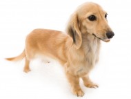 tn03こなゆき_J9A1054