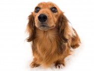 Miniature_Dachshundパンチ_K9A5546