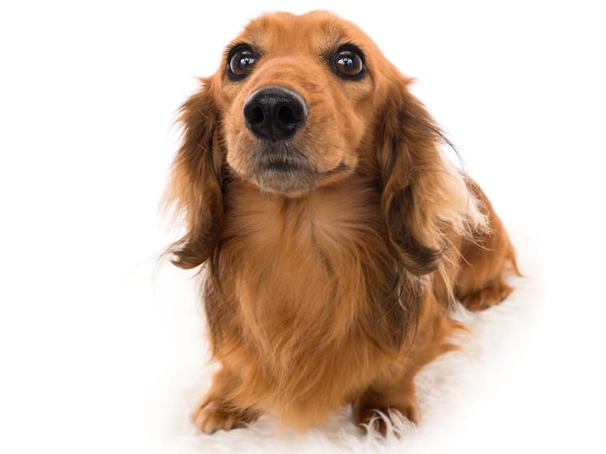 ミニチュアダックスフンド パンチ