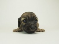 7シャーロットＳクリ男の子-7