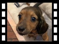 セーラ&スパーキの子犬 シェーデットレッド 女の子（1）