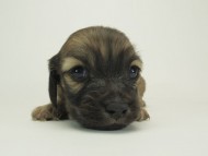 7シャーロットＳクリ男の子-8