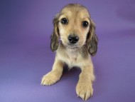 カニヘン　子犬　シェーデットクリーム男の子