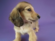 カニヘン　子犬　シェーデットクリーム男の子