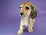 カニヘン　子犬　シェーデットクリーム男の子