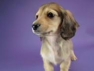 カニヘン　子犬　シェーデットクリーム男の子