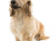 アンジュ シェーデットクリーム（カニンヘンダックス）女の子