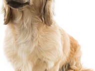 アンジュ シェーデットクリーム