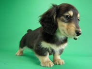 カニヘン　子犬　ブラクリ男の子