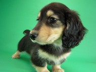 カニヘン　子犬　ブラクリ男の子