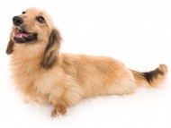 Kaninchen_Dachshund09グローリー_K9A8249