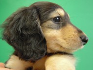 カニヘン　子犬　ブラクリ女の子