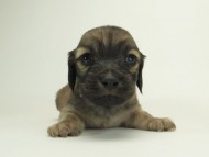 7シャーロットＳクリ男の子-6