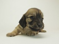 9シャーロットＳクリーム女の子4