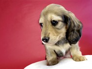 カニヘンダックス　仔犬　シェーデットクリーム女の子