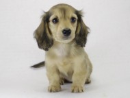 ミニチュワ ブラクリ女の子 ミニチュワ ブラクリ女の子