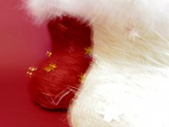 カニヘンダックス　仔犬　シェーデットクリーム女の子