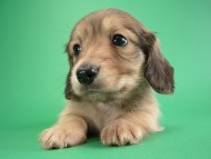 カニヘン仔犬　シェーデットクリーム男の子　東京都・ＡＳ様