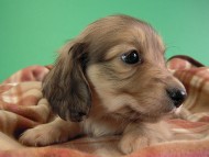 カニヘン仔犬 シェーデットクリーム男の子 東京都・AS様 カニヘン仔犬 シェーデットクリーム男の子 東京都・AS様