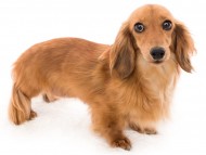 Kaninchen_Dachshund05ネオ_K9A8133