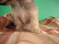 カニヘン仔犬　シェーデットクリーム男の子　東京都・ＡＳ様