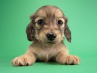 カニヘン子犬　シェーデットクリーム男の子