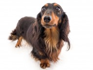 tn_K9A7676ジャジー tn_K9A7676ジャジー