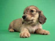 カニヘン子犬 シェーデットクリーム男の子 カニヘン子犬 シェーデットクリーム男の子