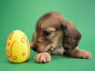 カニヘン子犬　シェーデットクリーム男の子